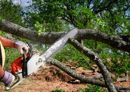 Best Stump Grinding and Removal  in Saks, AL