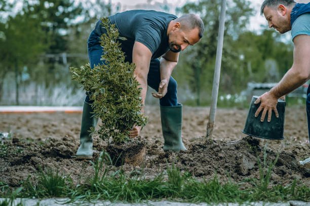 Best Root Management and Removal  in Saks, AL